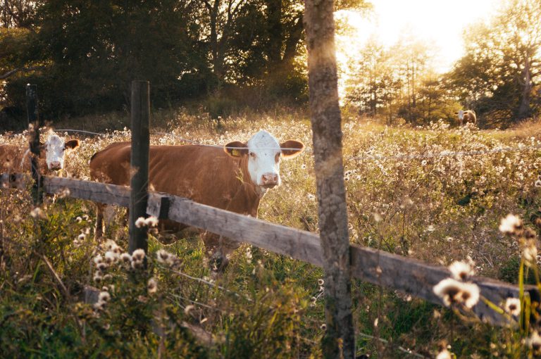 A Texas farm field
