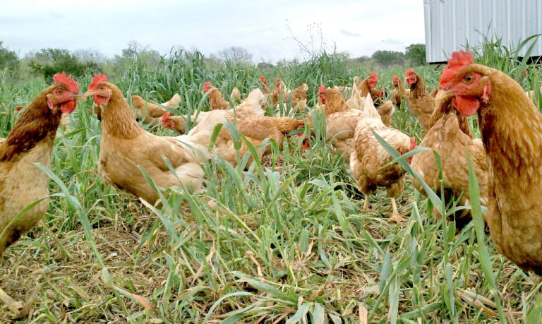Pastured hens on a Texas farm